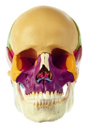 SOMSO 18-Part Coloured Model of the Skull