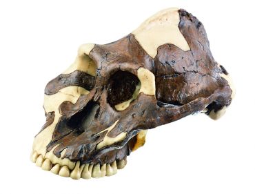 SOMSO Reconstruction of a skull of Paranthropus aethiopicus