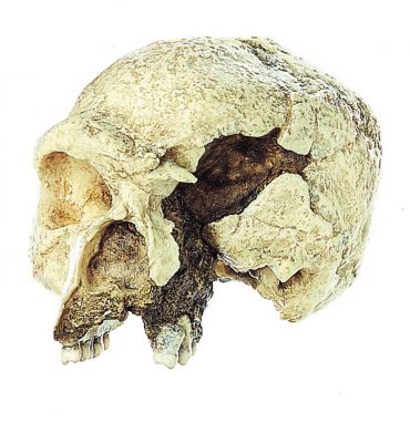SOMSO The Steinheim Skull Homo heidelbergensis