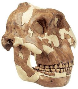 SOMSO Reconstruction of the Skull of Paranthropus boisei