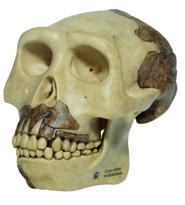 SOMSO Reconstruction of the Skull of Homo erectus