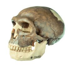SOMSO Reconstruction of the Skull of Homo neanderthalensis