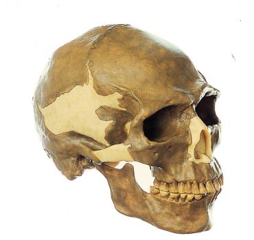SOMSO Reconstruction of the Skull of Homo sapiens