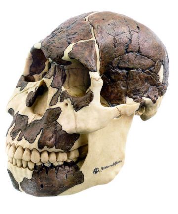 SOMSO Reconstruction of a skull of H. rudolfensis