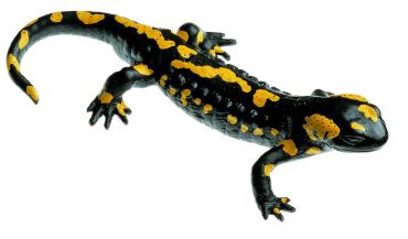 SOMSO Spotted Fire Salamander, Male