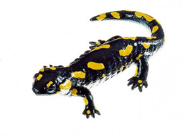 SOMSO Spotted Fire Salamander, Female