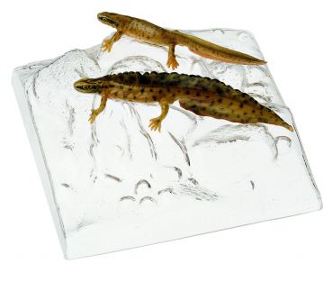 SOMSO Smooth Newt, Pair