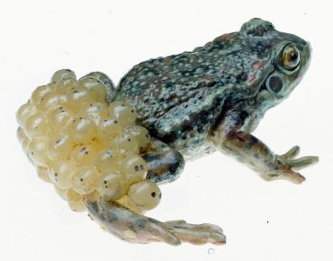 SOMSO Midwife Toad, Male with spawn