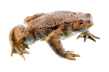 SOMSO Common Toad, Male