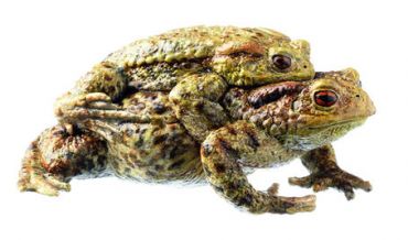 SOMSO Common Toad, Bufo bufo - pair in amplexus