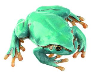 SOMSO Common Tree Frog, seldom light blue variety, Female