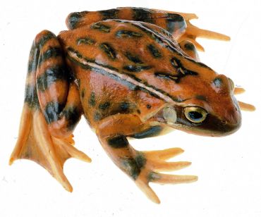 SOMSO Common Frog, Female