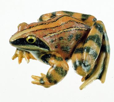 SOMSO Moor Frog