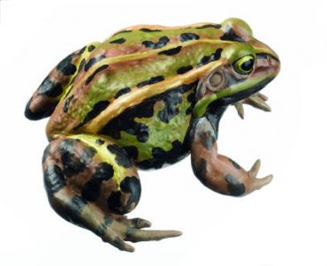 SOMSO Pool Frog