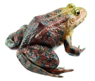 SOMSO Marsh Frog