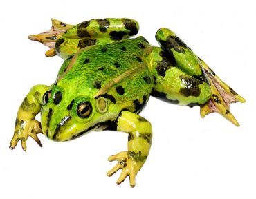 SOMSO Edible Frog, Male