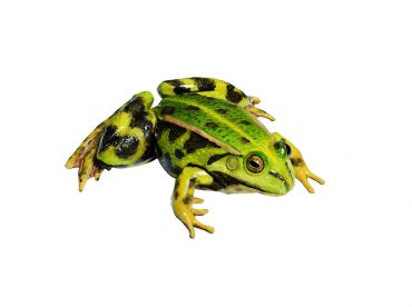 SOMSO Edible Frog, Female