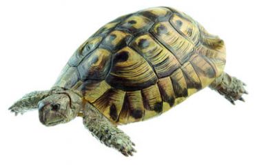 SOMSO Hermann’s Tortoise, Male