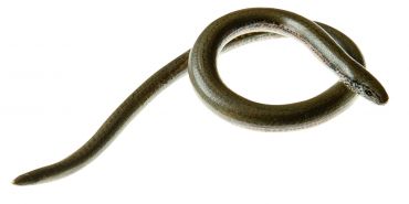 SOMSO Slow Worm