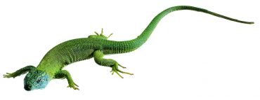 SOMSO Green Lizard, Male