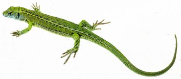 SOMSO Green Lizard, Female (half grown)