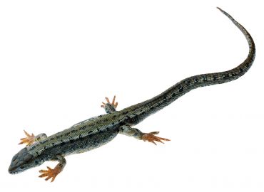 SOMSO Viviparous Lizard, Male