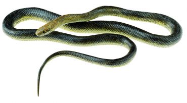 SOMSO Aesculapian Snake, Male