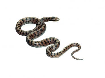 SOMSO Smooth Snake, Male
