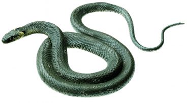 SOMSO Grass Snake, Female