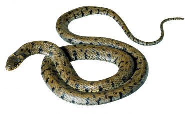 SOMSO Barred Grass Snake, Female