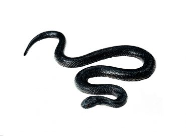 SOMSO Common Viper, young melanic
