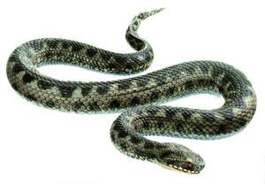 SOMSO Common Viper, Young Male