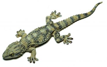 SOMSO Moorish Gecko