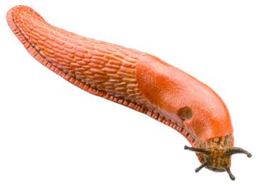 SOMSO Red Slug