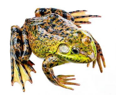 SOMSO American Bullfrog, Male