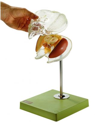 SOMSO Model of the Brain of a Honey Bee with Transparent Head Capsule
