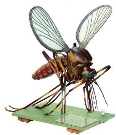 SOMSO Model of a Mosquito