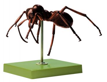 SOMSO Ant
