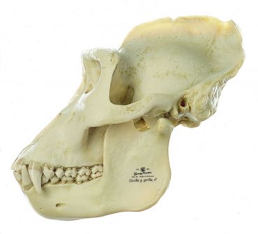 SOMSO Gorilla Skull