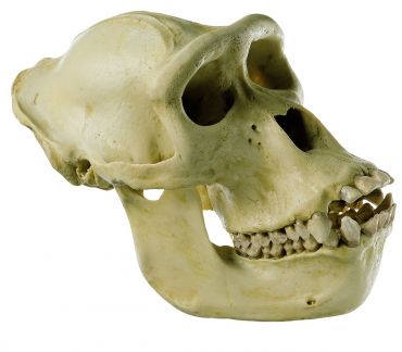 SOMSO Gorilla Skull