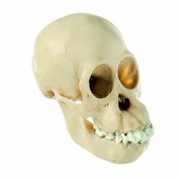 SOMSO Skull of Young Orang-Utan