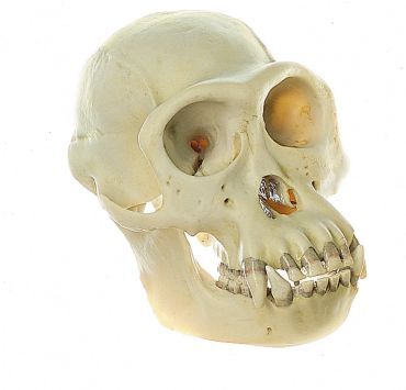 SOMSO Chimpanzee Skull
