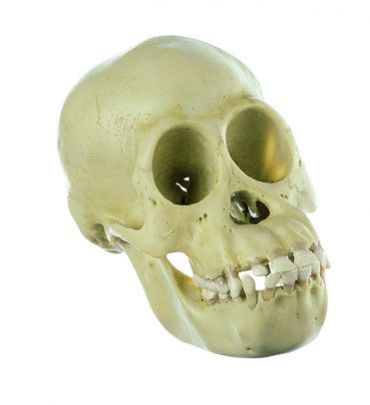 SOMSO Skull of Young Chimpanzee