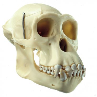 SOMSO Artificial Skull of a Chimpanzee