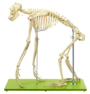 SOMSO Artificial Skeleton of Chimpanzee