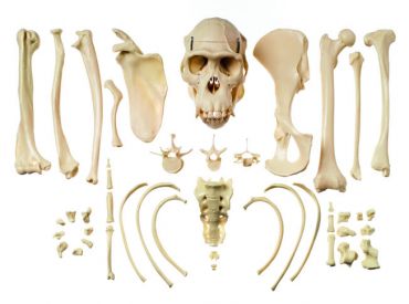 SOMSO Collection of Typical Chimpanzee Bones
