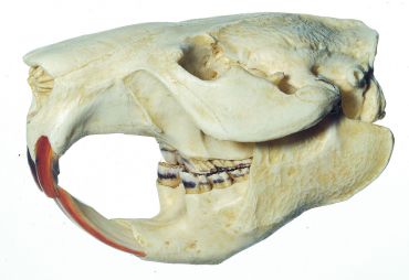 SOMSO Beaver Skull