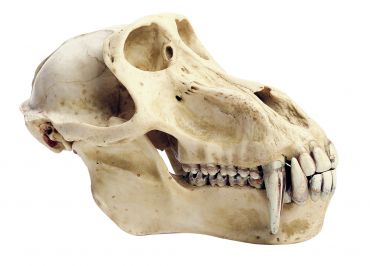 SOMSO Baboon Skull