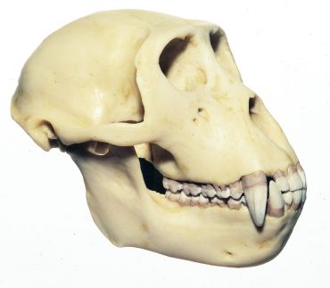 SOMSO Rhesus Ape Skull