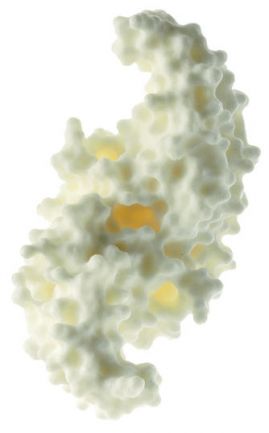 SOMSO Protein Model (human bone Morphogenetic protein BMP-2)